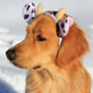 Meet your Posher, Andy